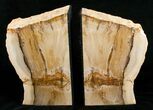 Small Sequoia Petrified Wood Bookends - Oregon #5045-1